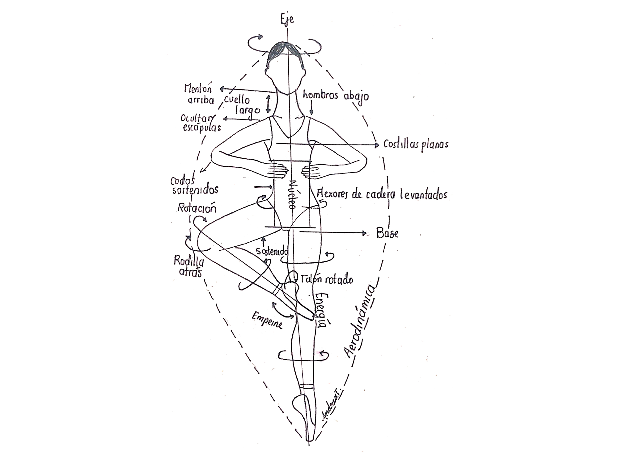 La Rotacion Anatomia Del Ballet Acento Ballet Revista